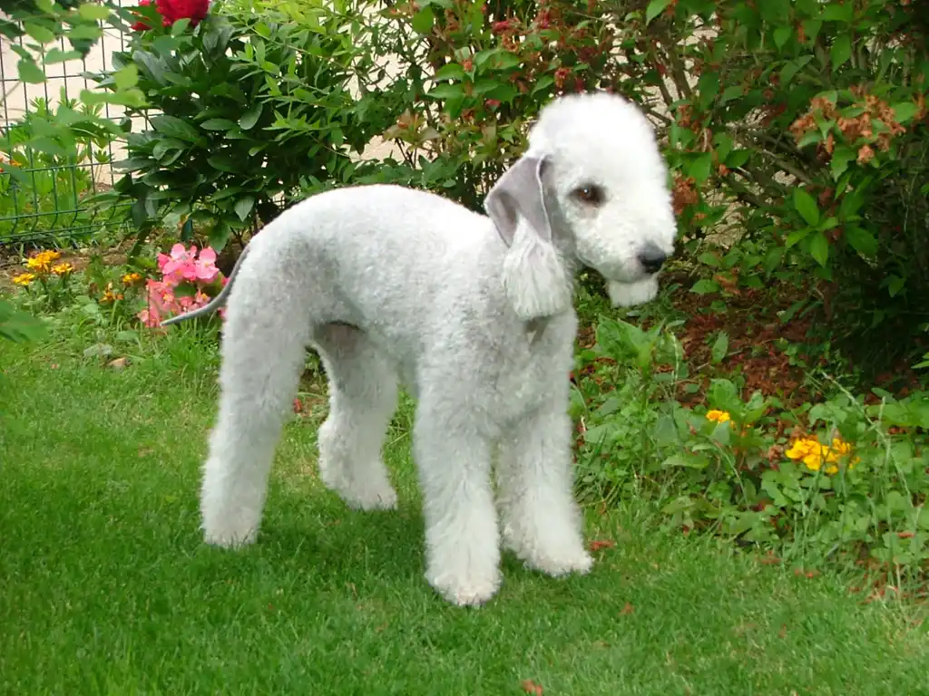 Bedlington Terrier debout dans un jardin, pelage clair et coupe caractéristique