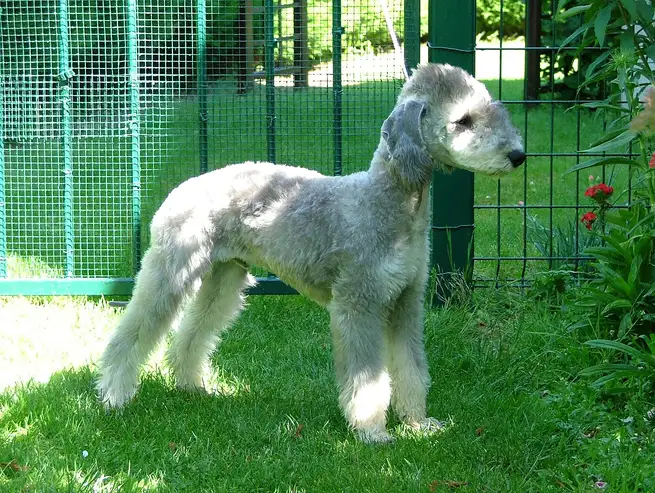 Bedlington Terrier debout dans l'herbe près d'une clôture