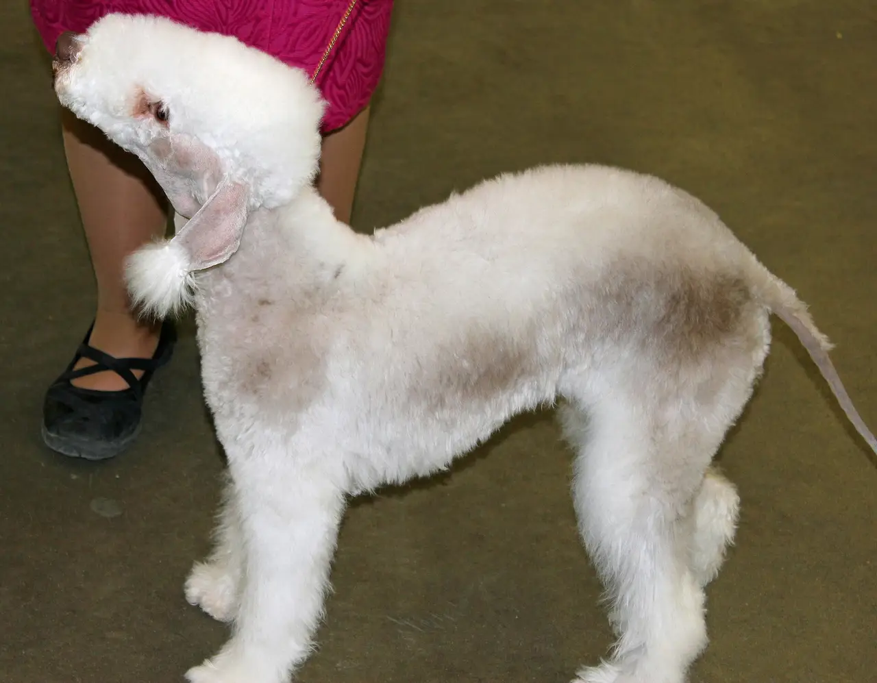 Bedlington Terrier debout de profil gauche, toiletté pour exposition
