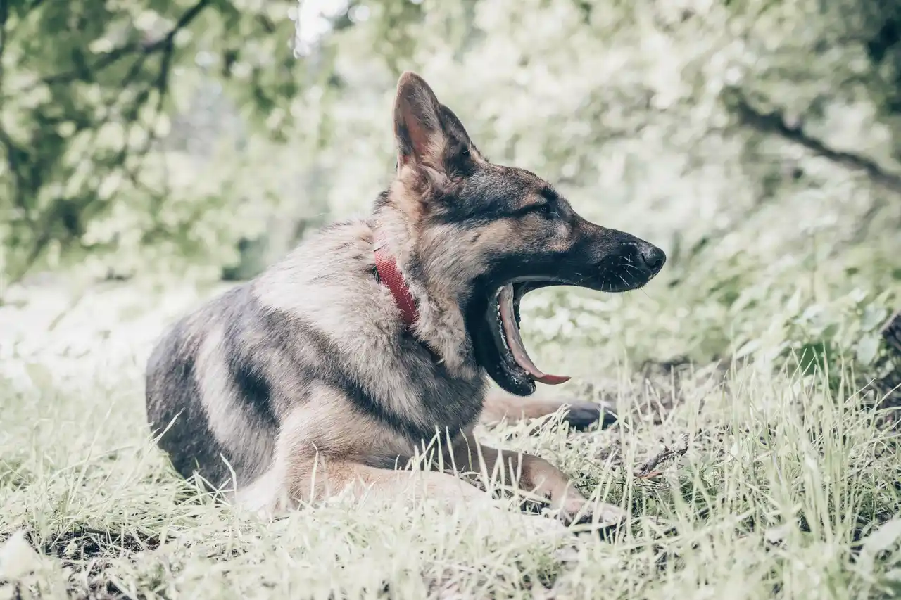 Berger Allemand allongé bâillant dans l'herbe