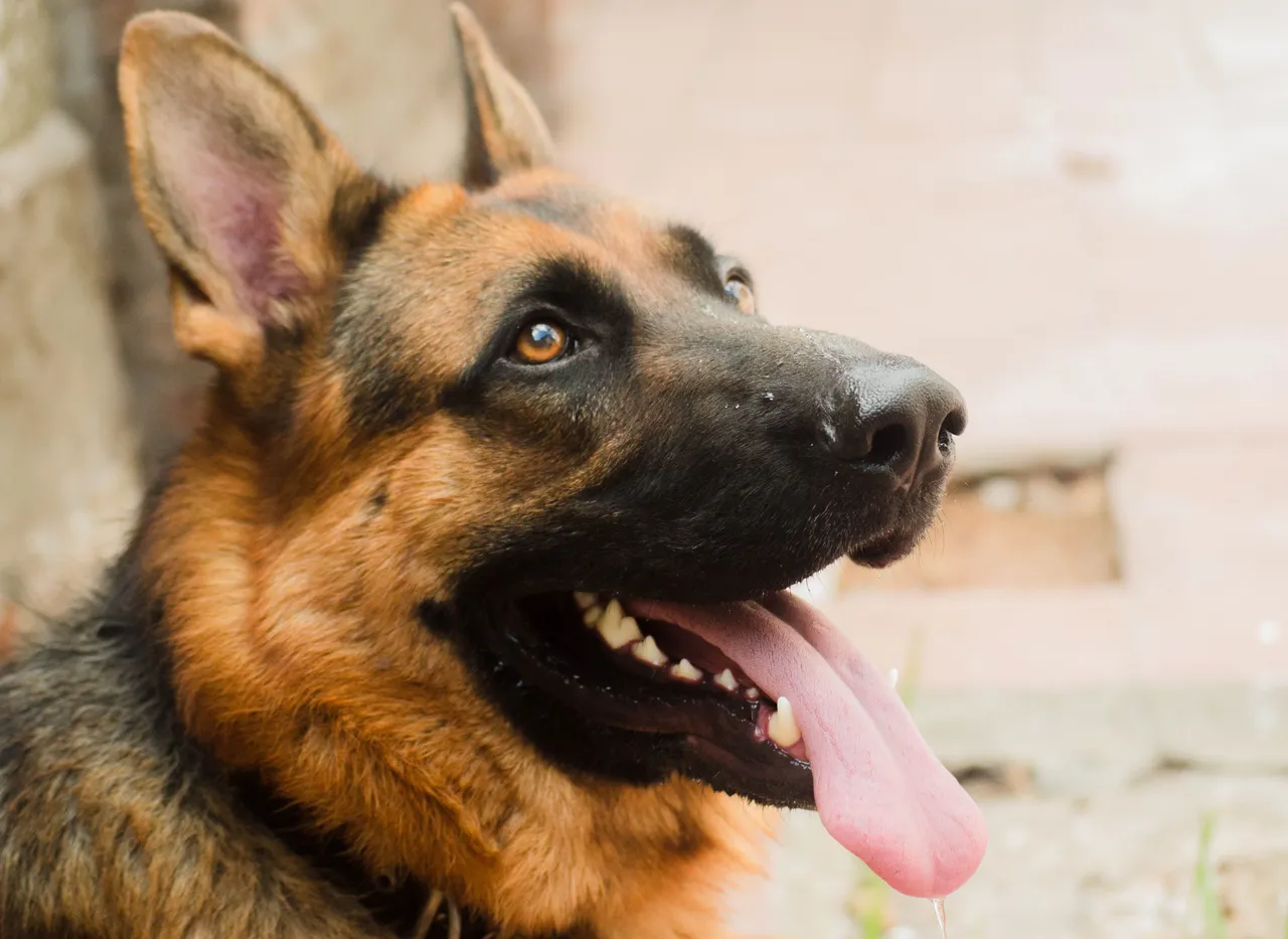 Berger Allemand portrait de profil, langue pendante
