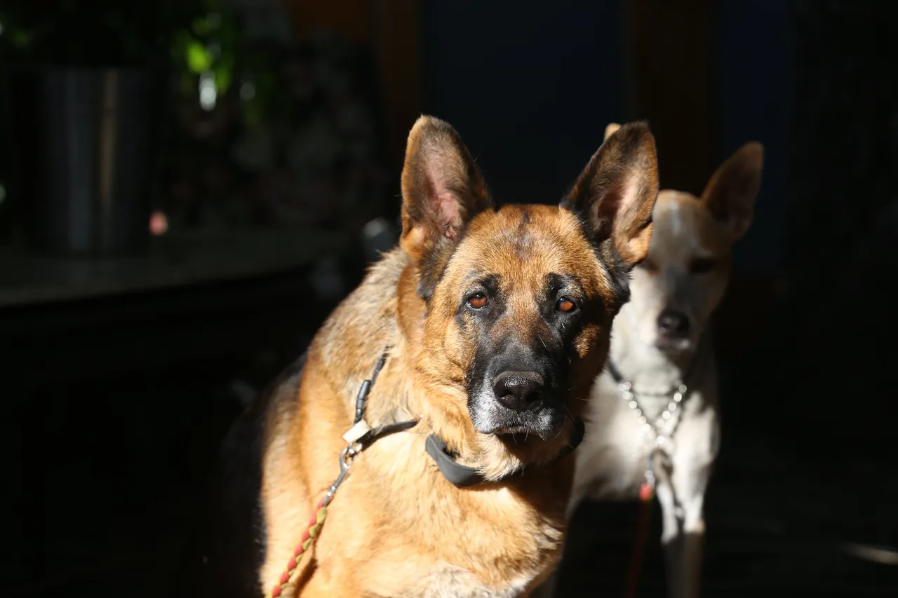 Berger Allemand au premier plan regardant l'appareil, avec un autre chien en arrière-plan