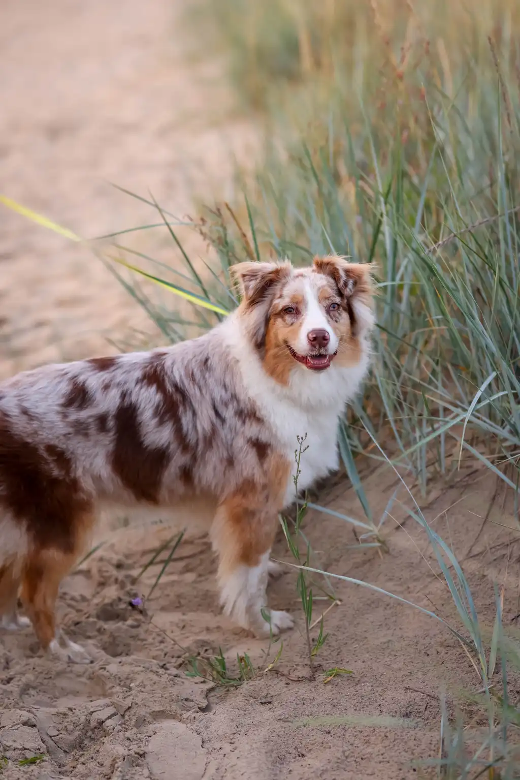 Berger Américain Miniature debout sur le sable parmi des herbes, regardant l'objectif