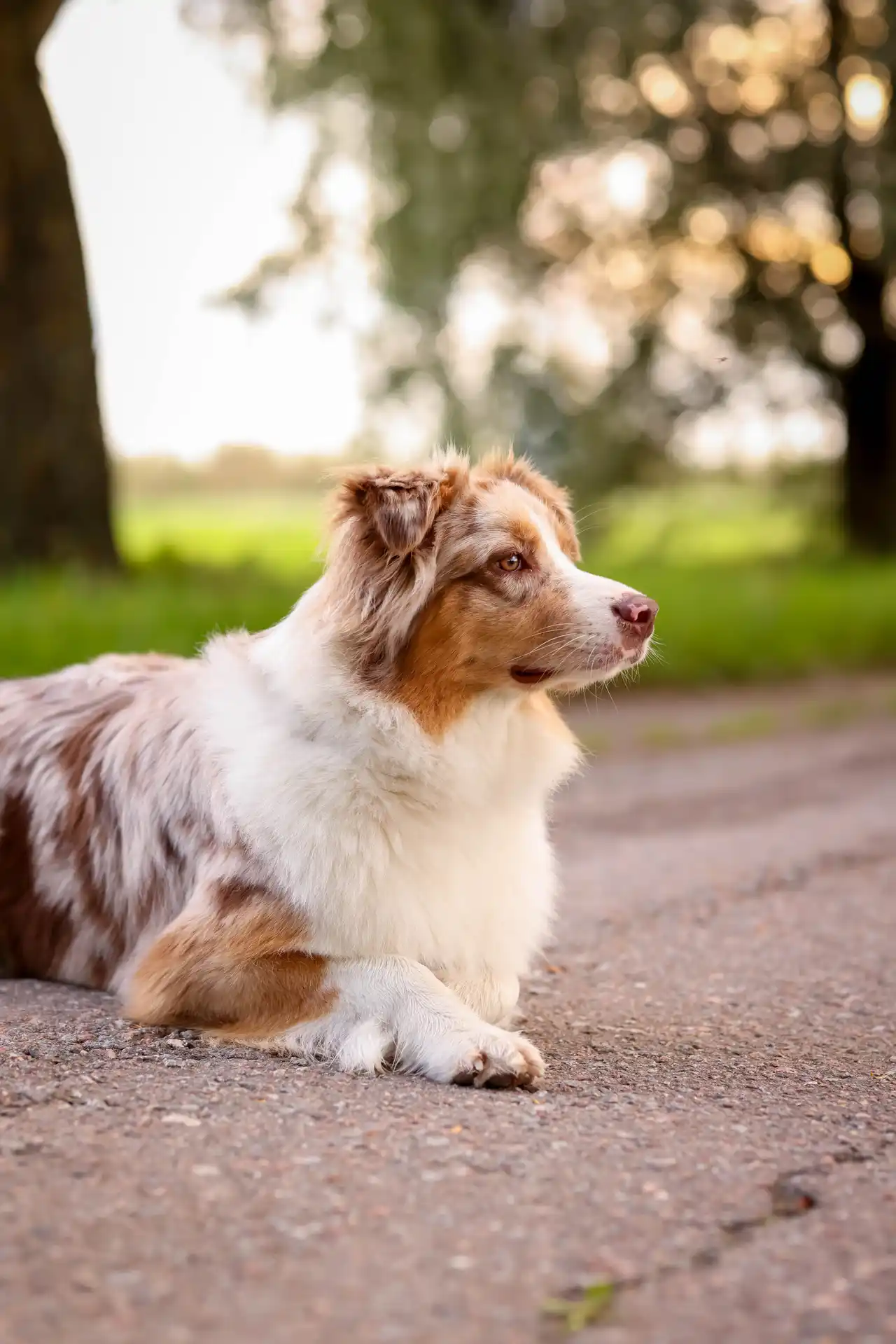 Berger Américain Miniature couché sur un chemin, pelage red merle et poitrail blanc