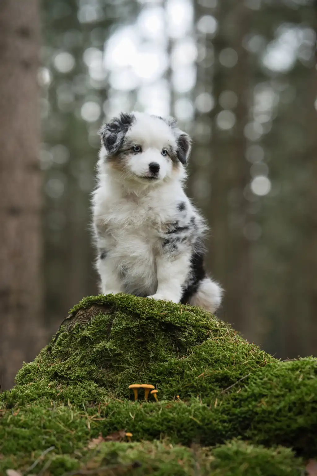Berger Américain Miniature chiot assis sur un monticule moussu en forêt