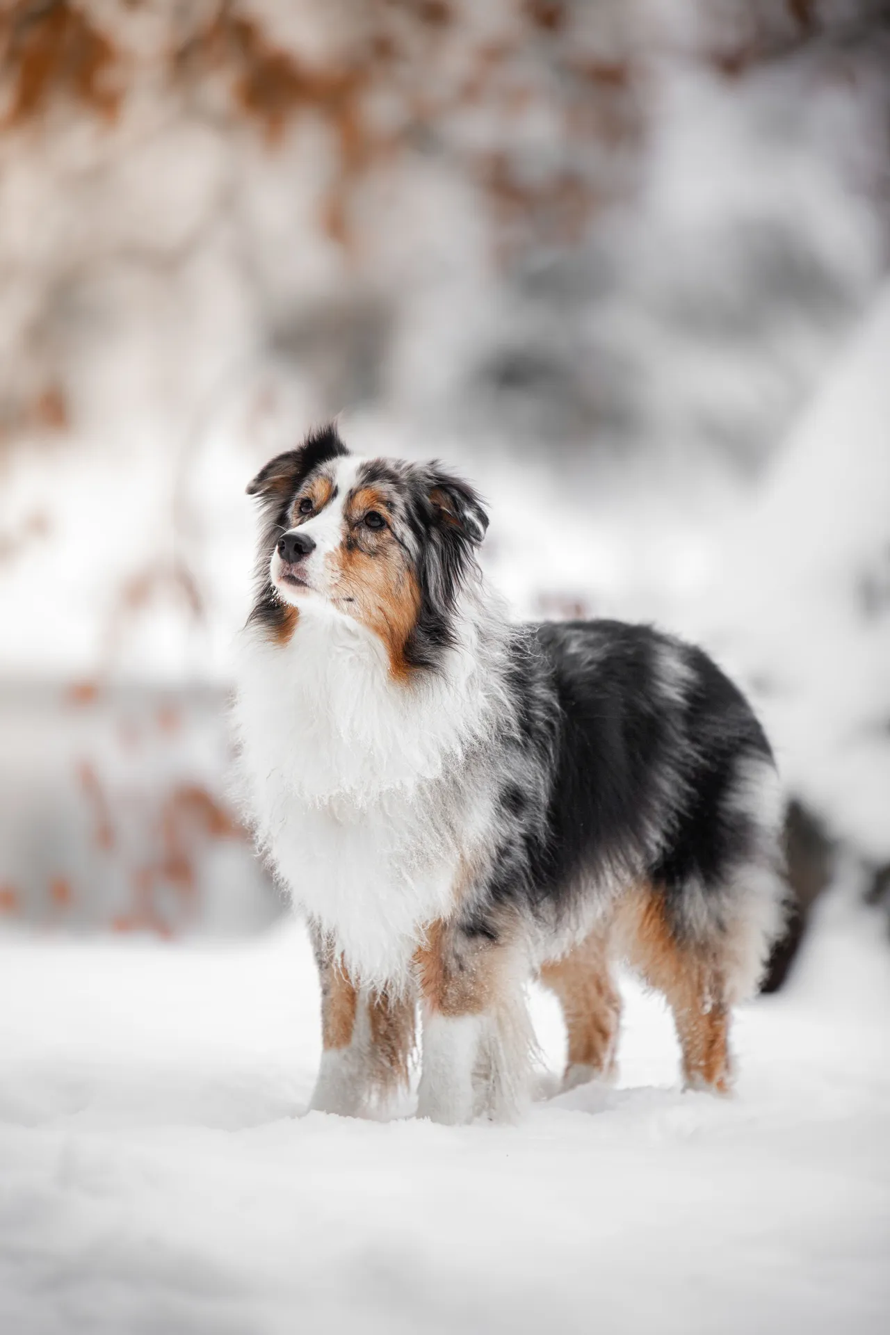 Berger Américain Miniature debout dans la neige, robe blue merle avec marques blanches et feu