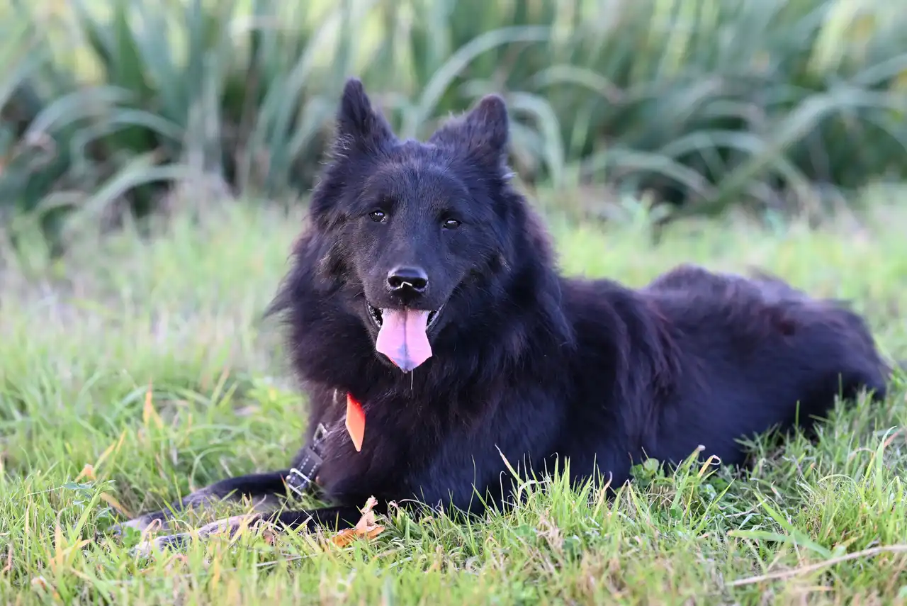 Berger Belge couché dans l'herbe, langue sortie