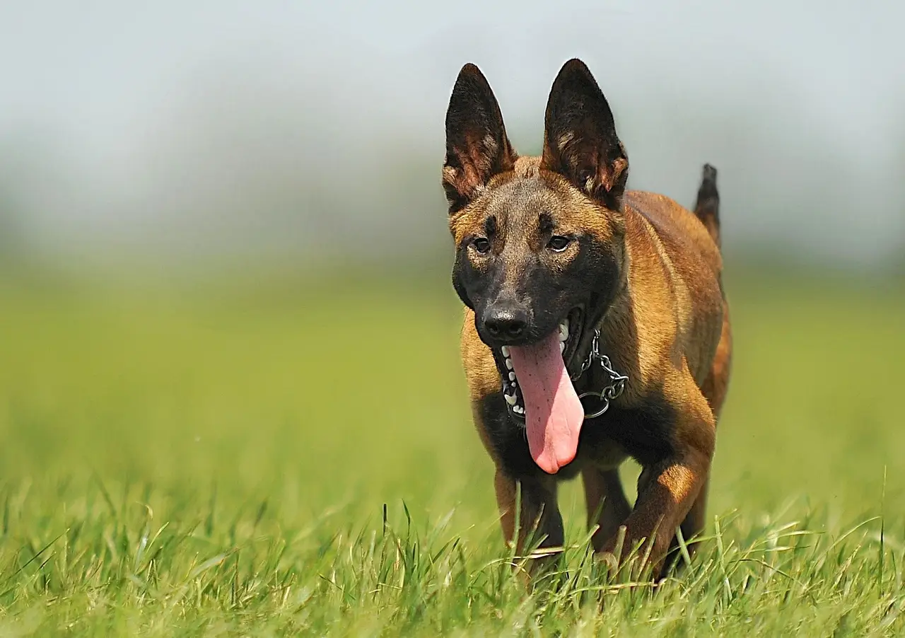 Berger Belge (Malinois) courant dans l'herbe, langue sortie