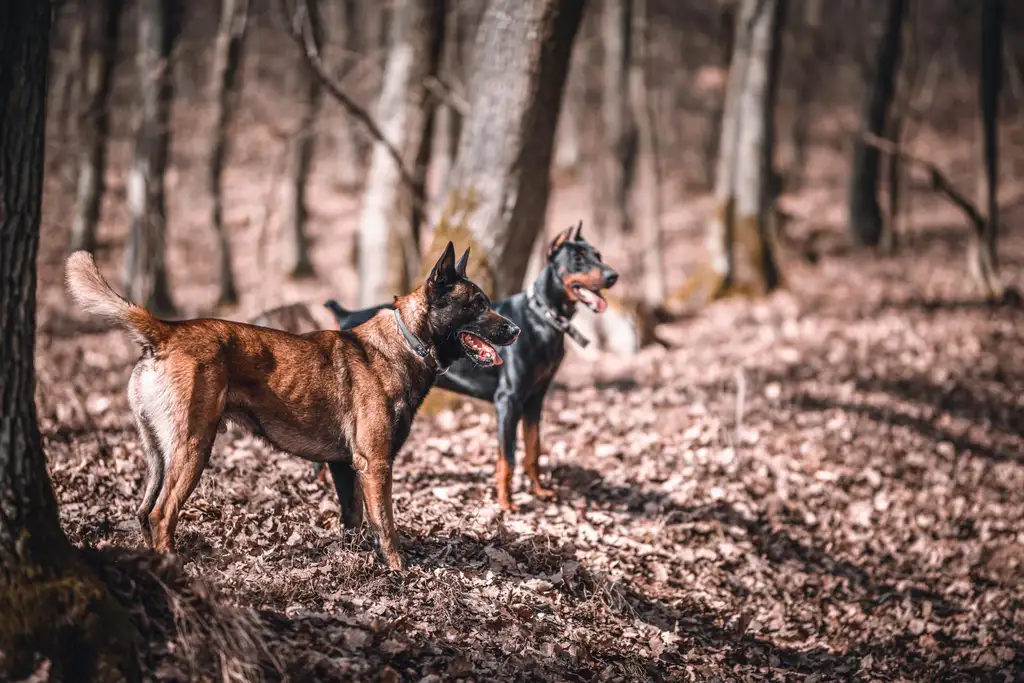 Berger Belge (Malinois) debout dans les feuilles en forêt, avec un Doberman en arrière-plan