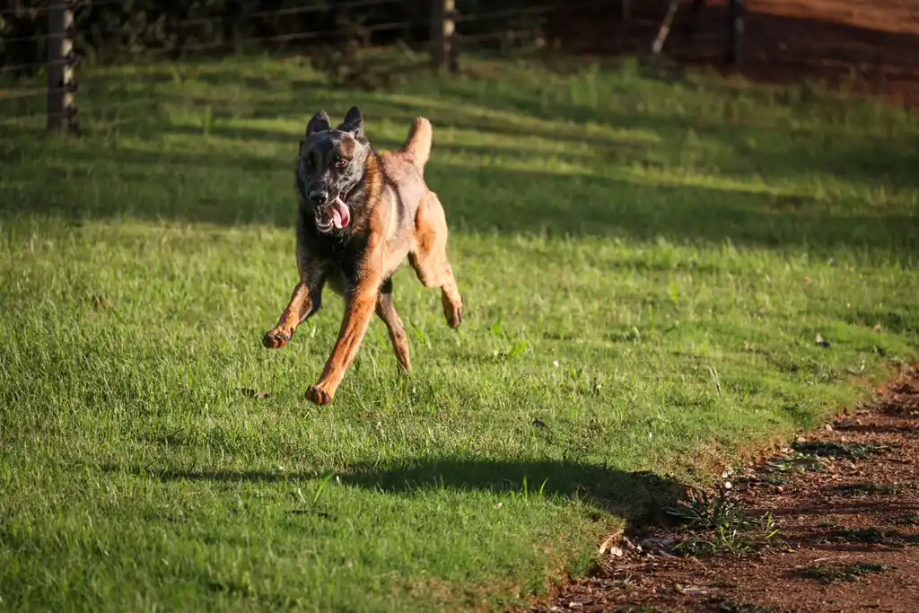 Berger Belge en train de courir sur l'herbe