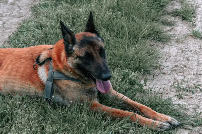 Berger Belge couché dans l'herbe portant un harnais, langue sortie