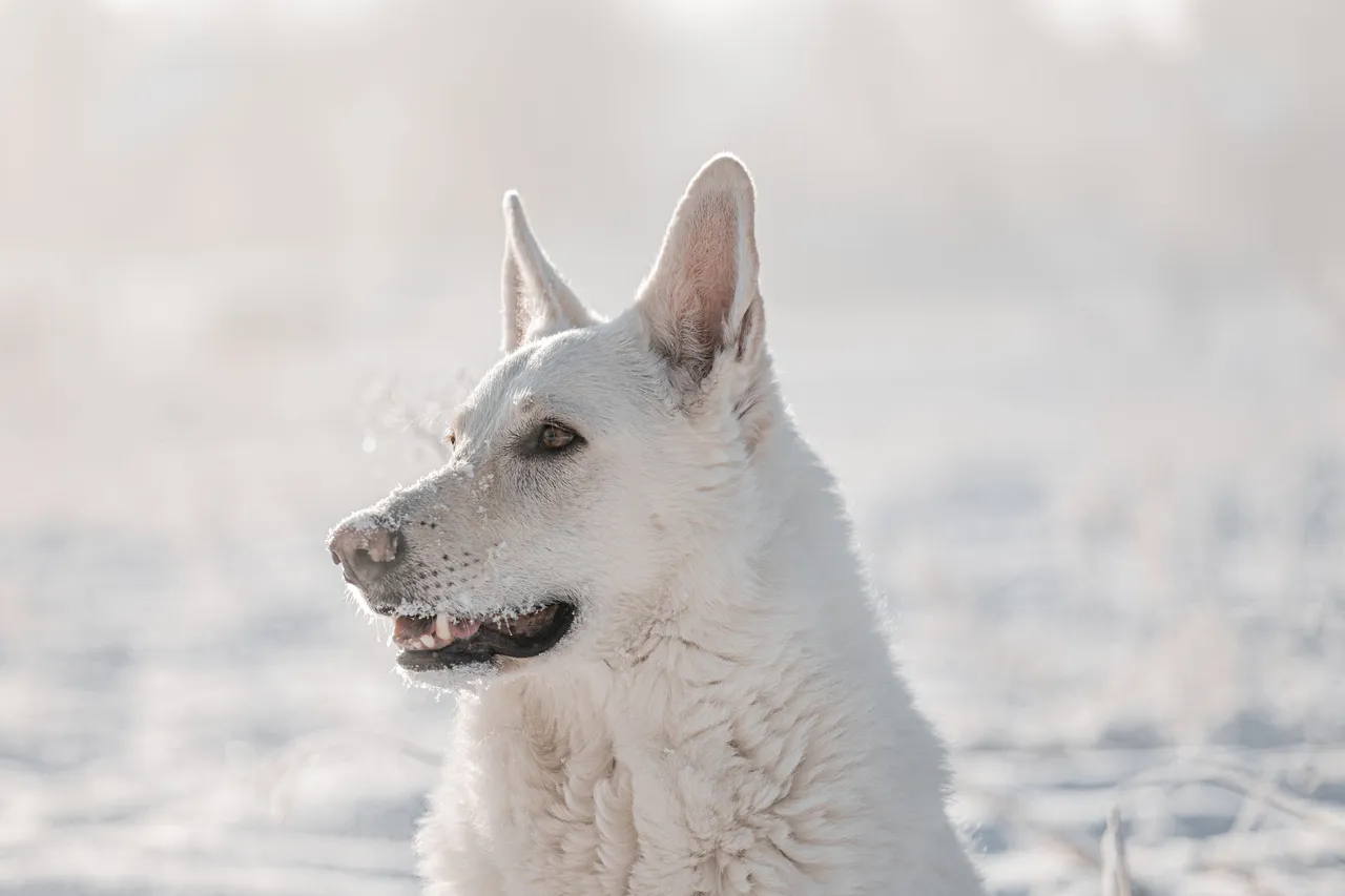 Berger Blanc Suisse tête tournée de profil dans la neige