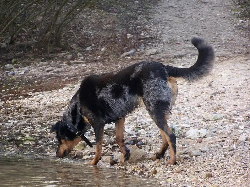 Berger de Beauce boit à la bordure d'un cours d'eau sur un rivage de cailloux