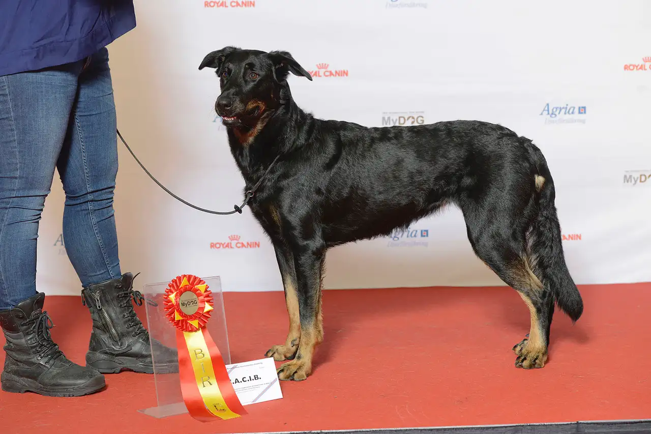 Berger de Beauce debout sur un tapis rouge lors d'un concours, tenu en laisse