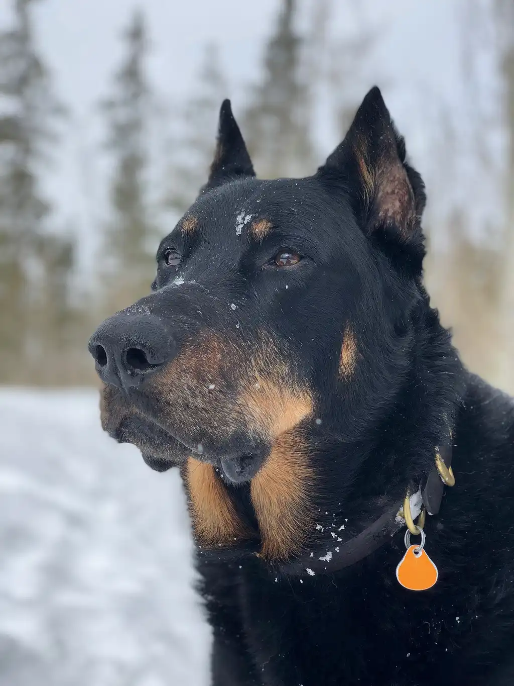 Berger de Beauce tête de profil dans la neige, portant un collier