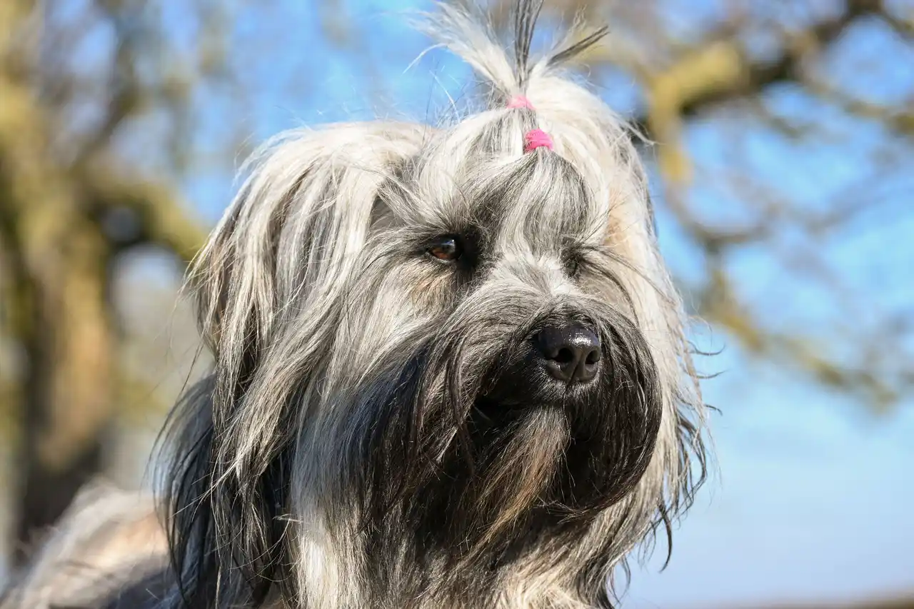 Berger de Brie tête de profil avec un chouchou rose, poil long et regard vers la droite