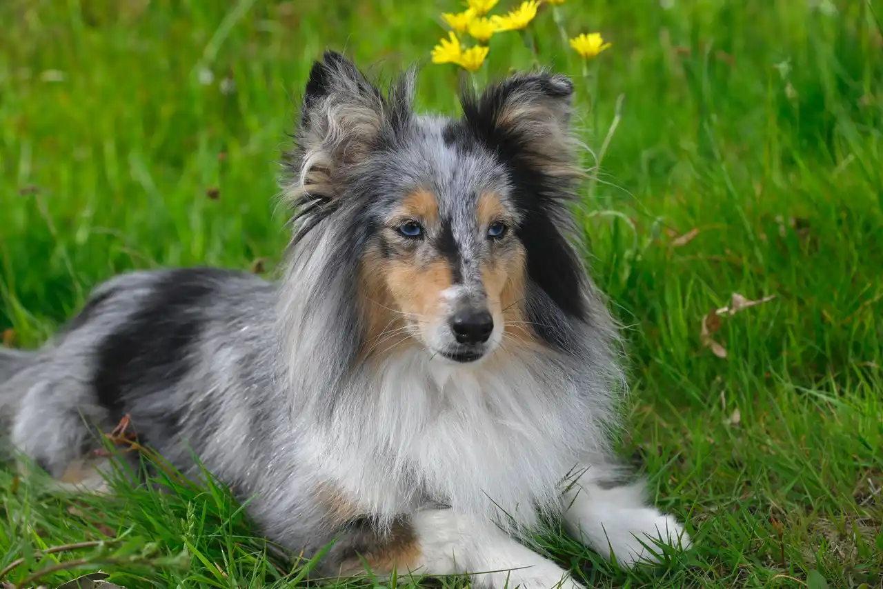 Berger des Shetland couché dans l'herbe, robe blue merle