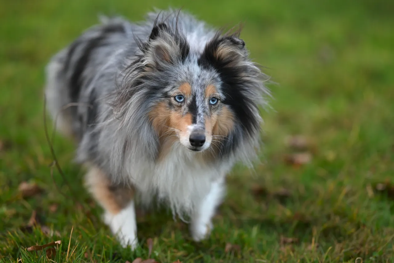 Berger des Shetland debout sur l'herbe, robe blue merle et yeux bleus