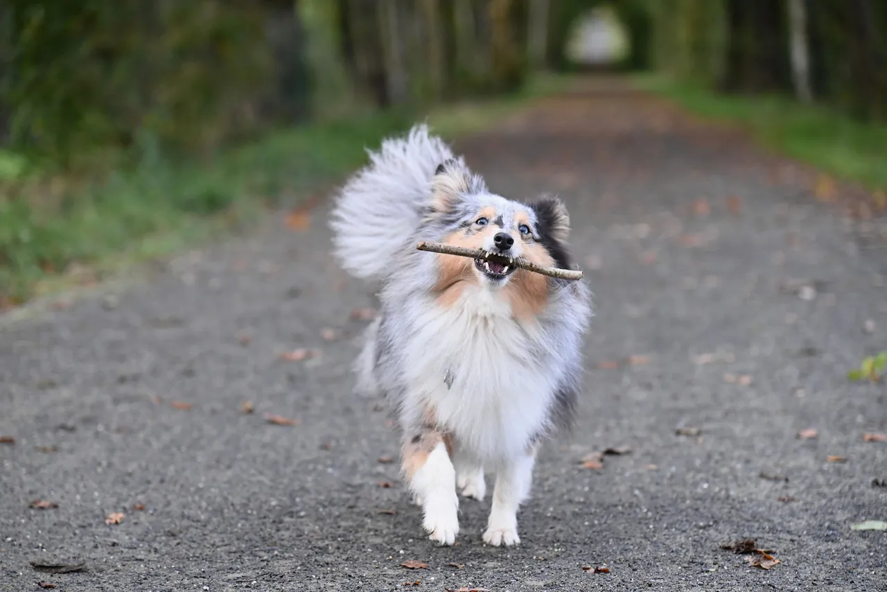 Berger des Shetland trottant sur un chemin avec un bâton dans la gueule