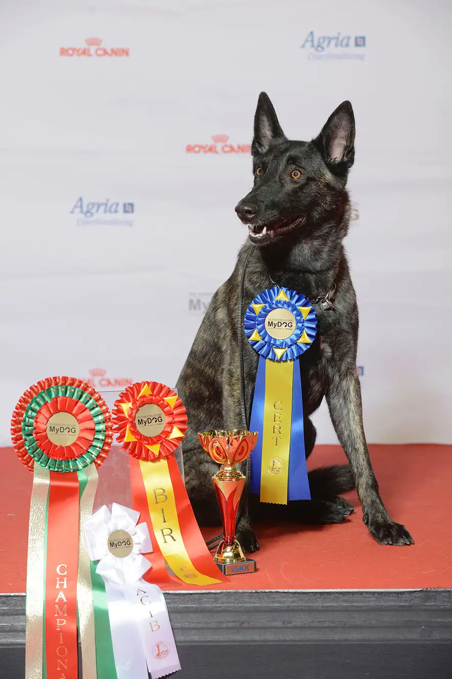 Berger Hollandais assis avec des rubans et un trophée