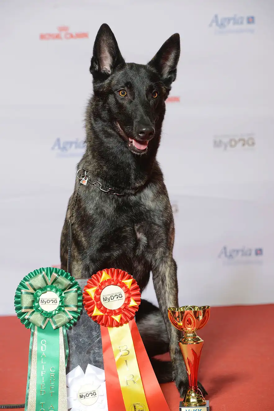 Berger Hollandais assis devant des rubans et un trophée