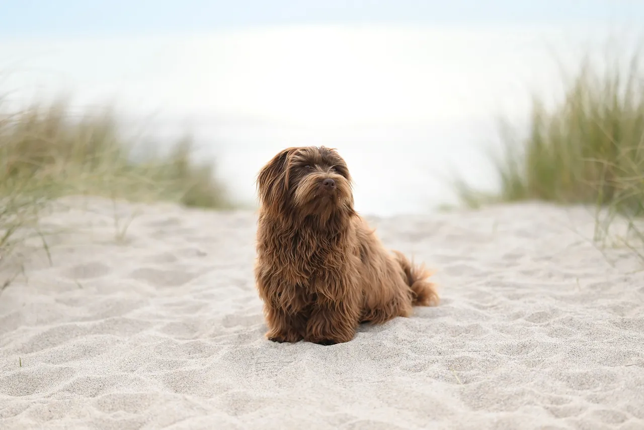 Bichon Havanais assis sur le sable à la plage