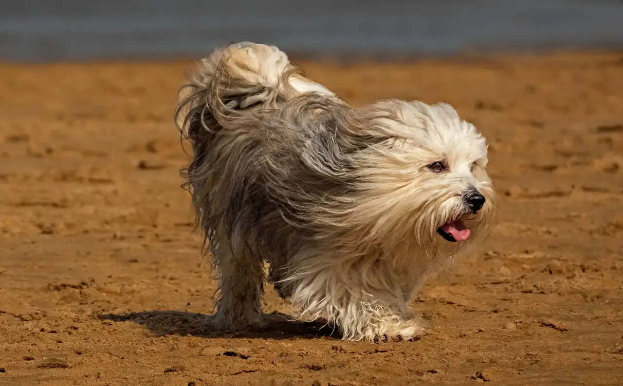 Bichon Havanais courant sur la plage