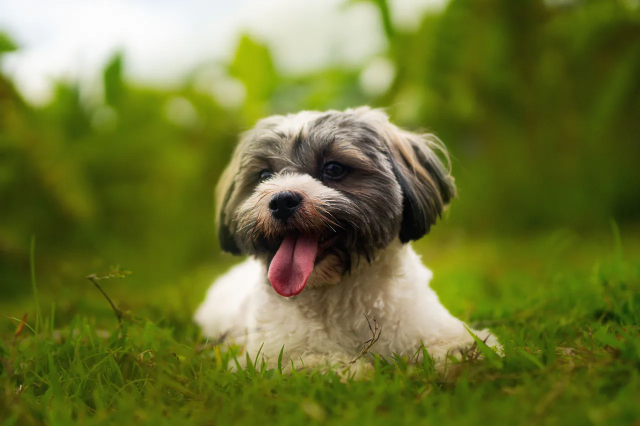 Bichon Havanais couché dans l'herbe, langue sortie