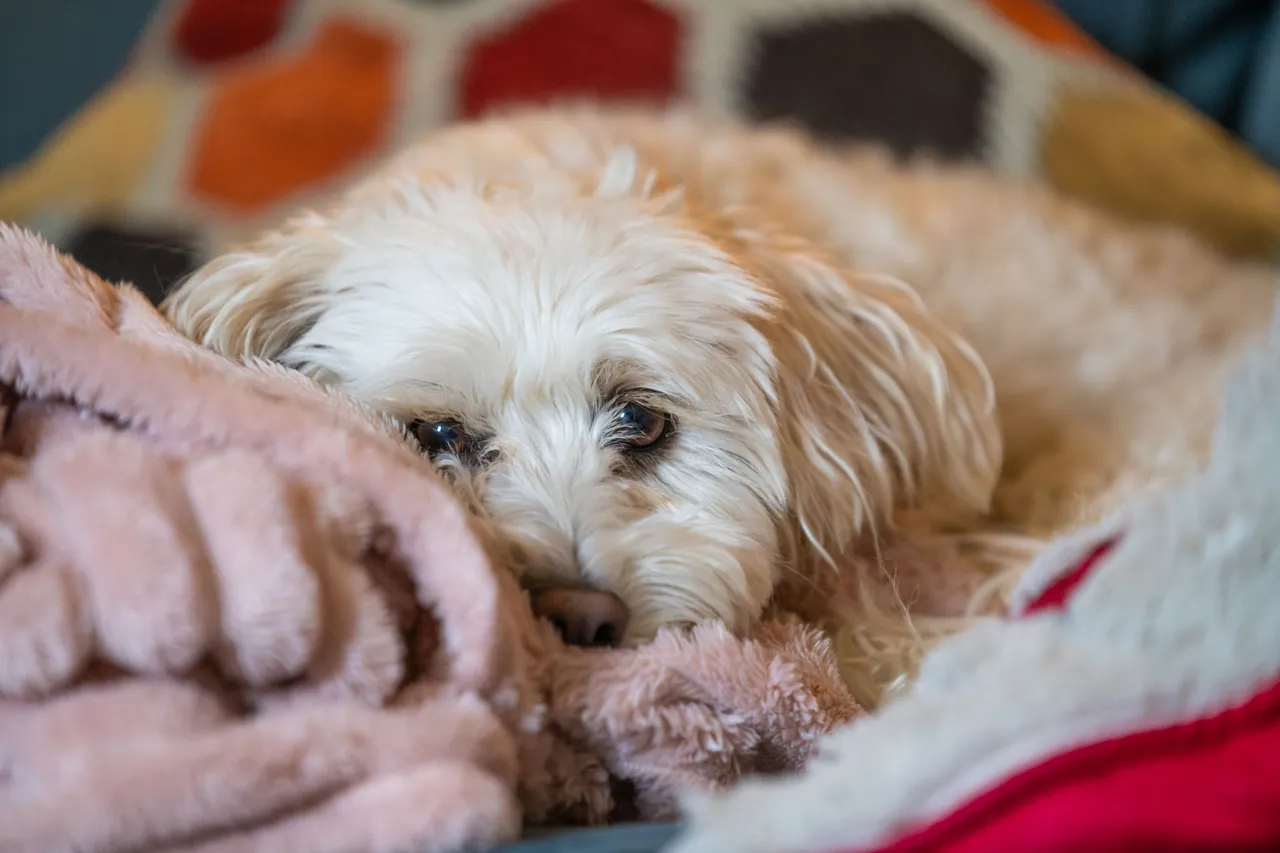 Bichon Havanais couché sur une couverture, la tête posée et regardant l'objectif