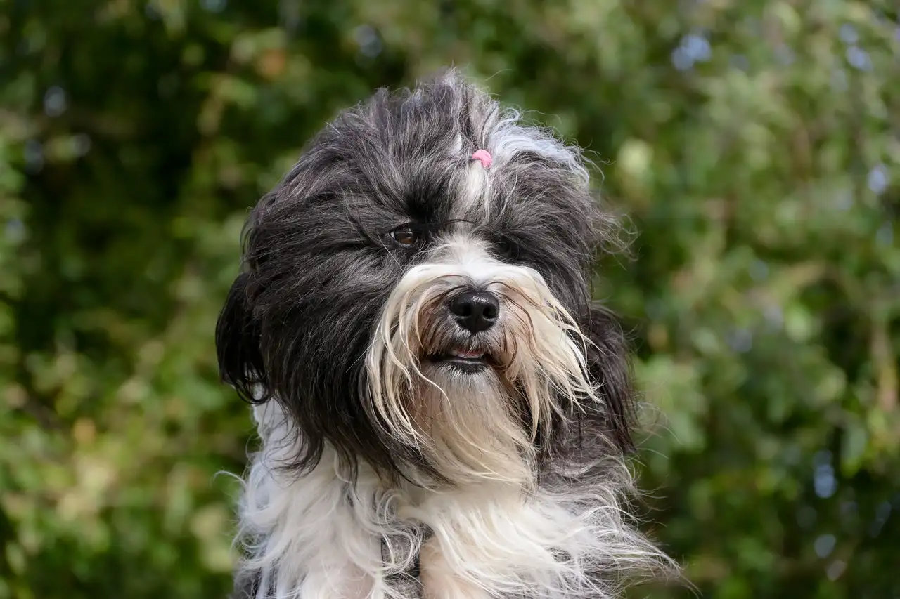 Bichon Havanais assis en extérieur, poil long noir et blanc avec une petite barrette rose