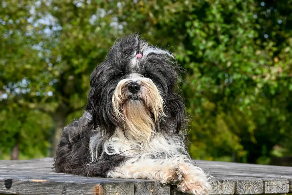 Bichon Havanais allongé sur une table en bois, pelage long noir, blanc et fauve avec une mèche tenue par un élastique rose