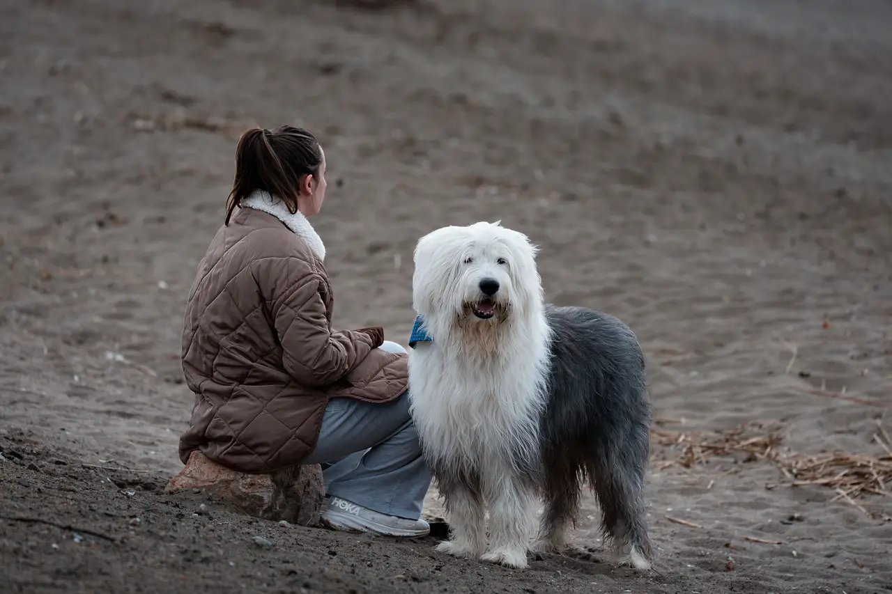 Bobtail (Old English Sheepdog) debout sur une plage à côté d'une personne assise