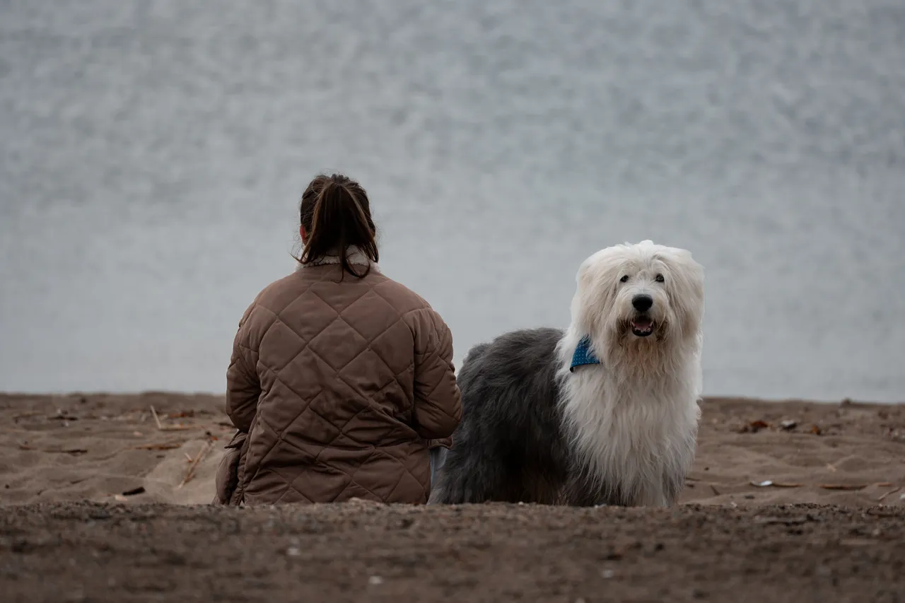 Bobtail (Old English Sheepdog) debout sur une plage à côté d'une personne assise de dos