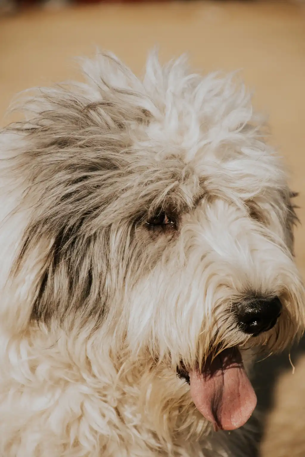 Bobtail (Old English Sheepdog) gros plan de la tête, pelage long et langue sortie