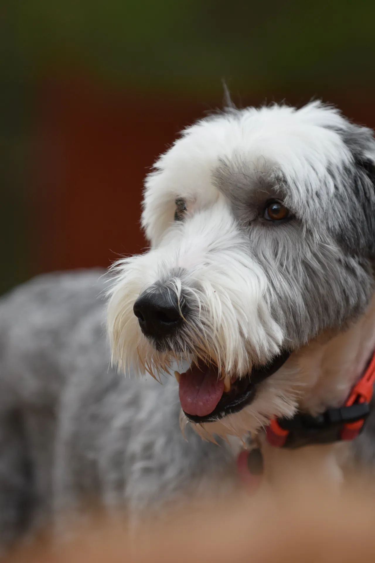 Bobtail (Old English Sheepdog) tête tournée vers la droite, langue sortie