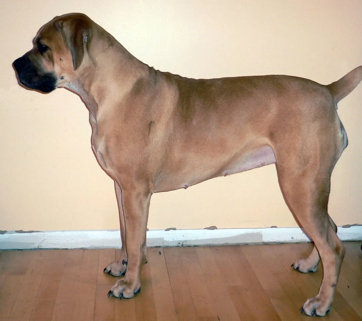 Boerboel debout de profil sur un sol intérieur