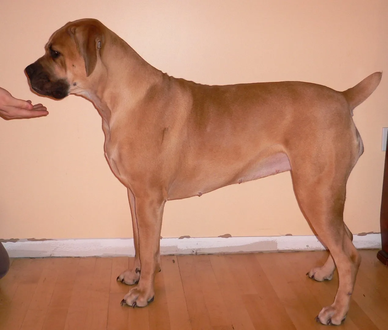 Boerboel debout de profil à l'intérieur