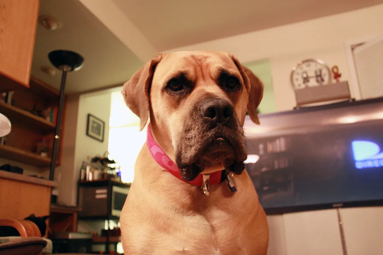 Boerboel assis dans un salon regardant l'appareil