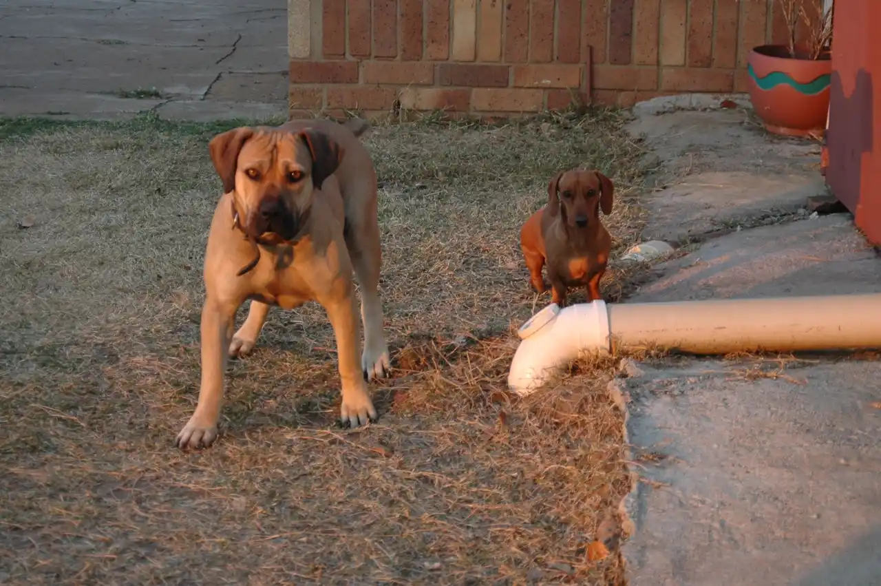 Boerboel debout sur l'herbe à côté d'un teckel