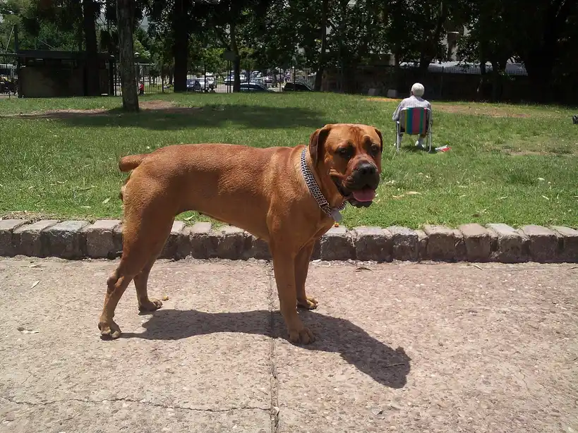 Boerboel debout sur un chemin devant une pelouse, une personne assise en arrière-plan