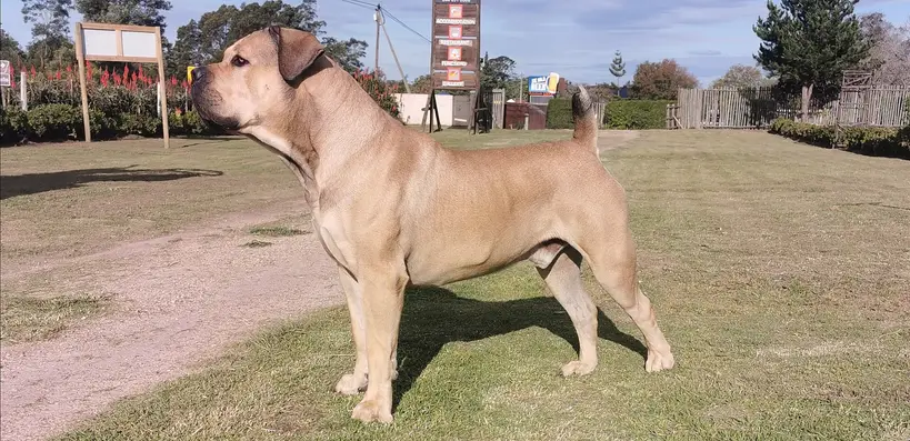 Boerboel debout de profil sur une pelouse