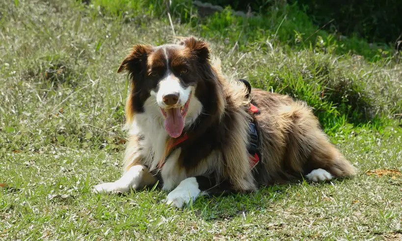 Border Collie couché dans l'herbe, langue sortie