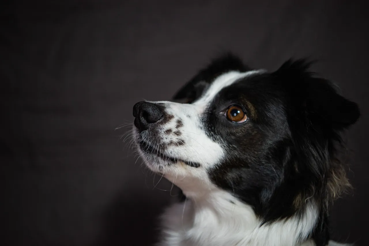 Border Collie de profil regardant vers le haut
