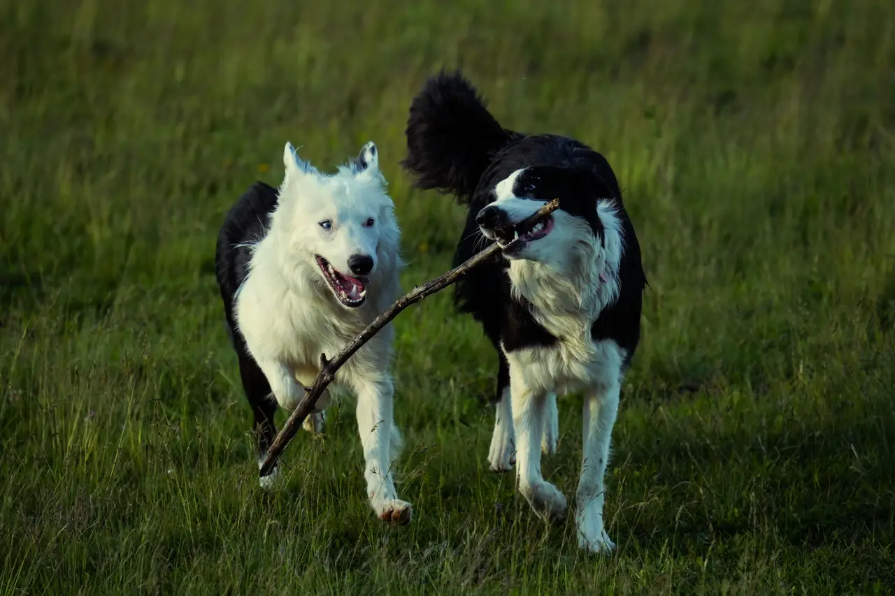 Border Collie noir et blanc et Border Collie majoritairement blanc courant et portant un bâton dans un champ herbeux