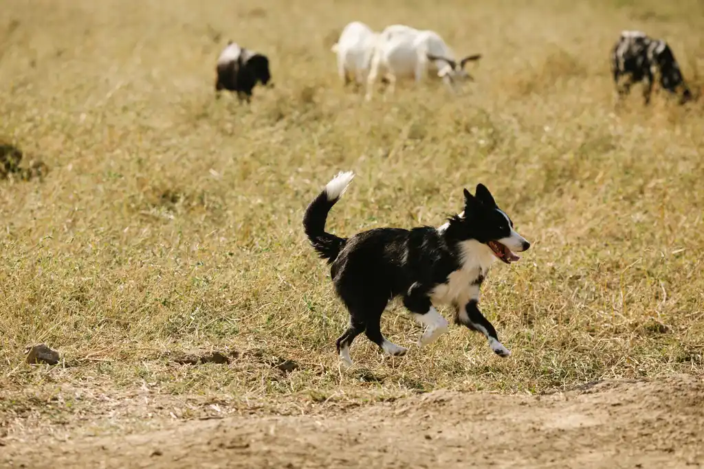 Border Collie courant dans un champ devant des moutons