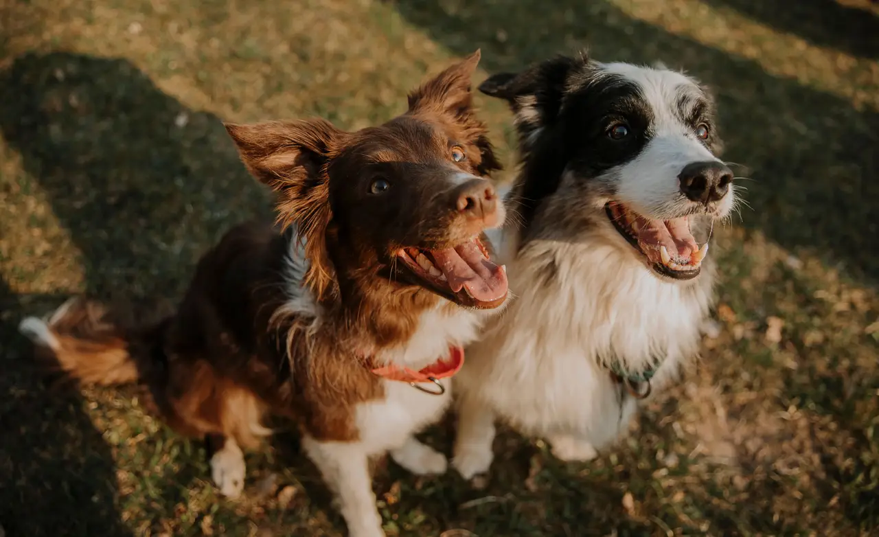 Border Collie : deux chiens assis dans l'herbe regardant vers le haut