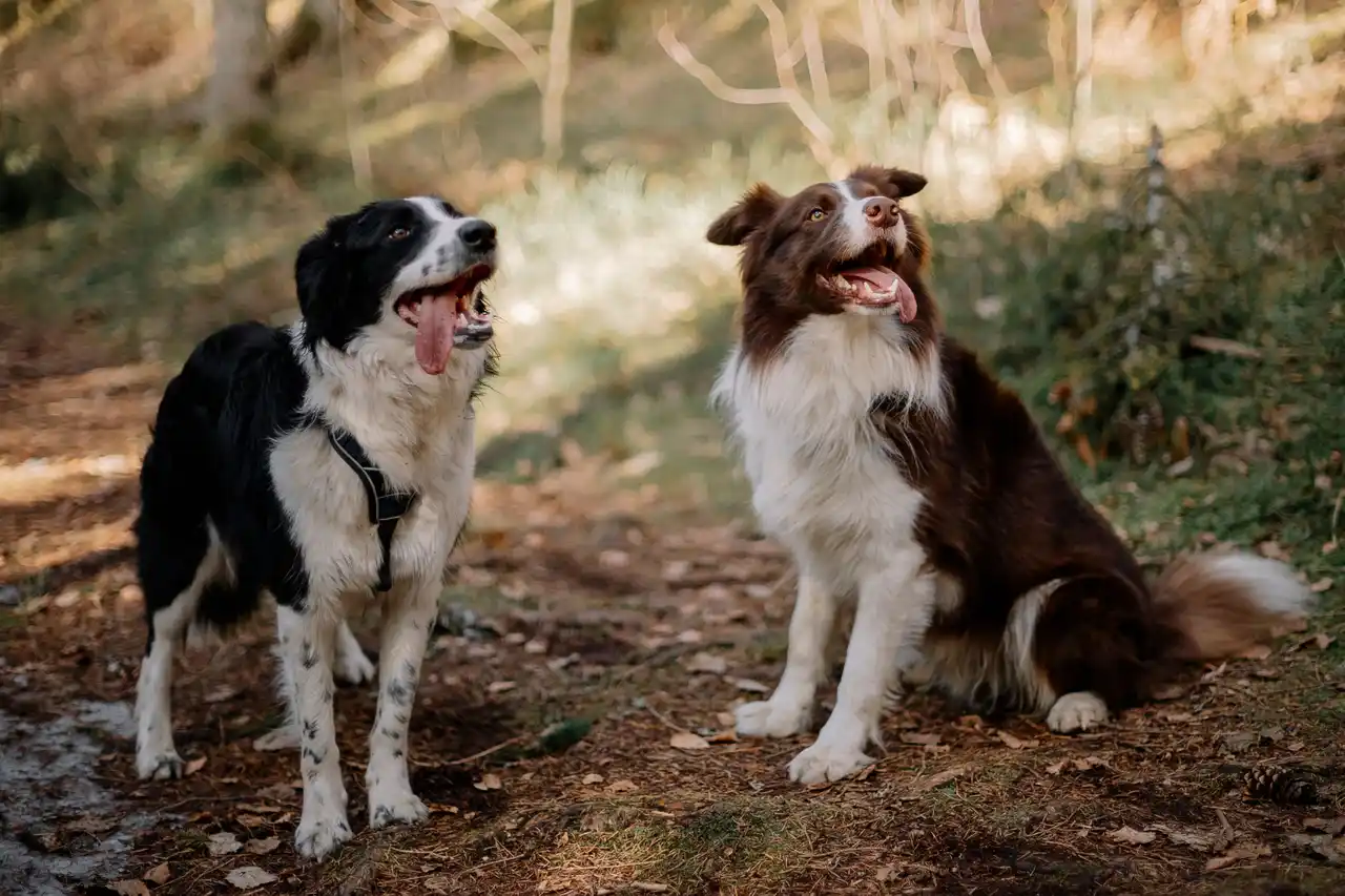 Border Collie noir et blanc debout à côté d'un Border Collie marron et blanc assis en forêt