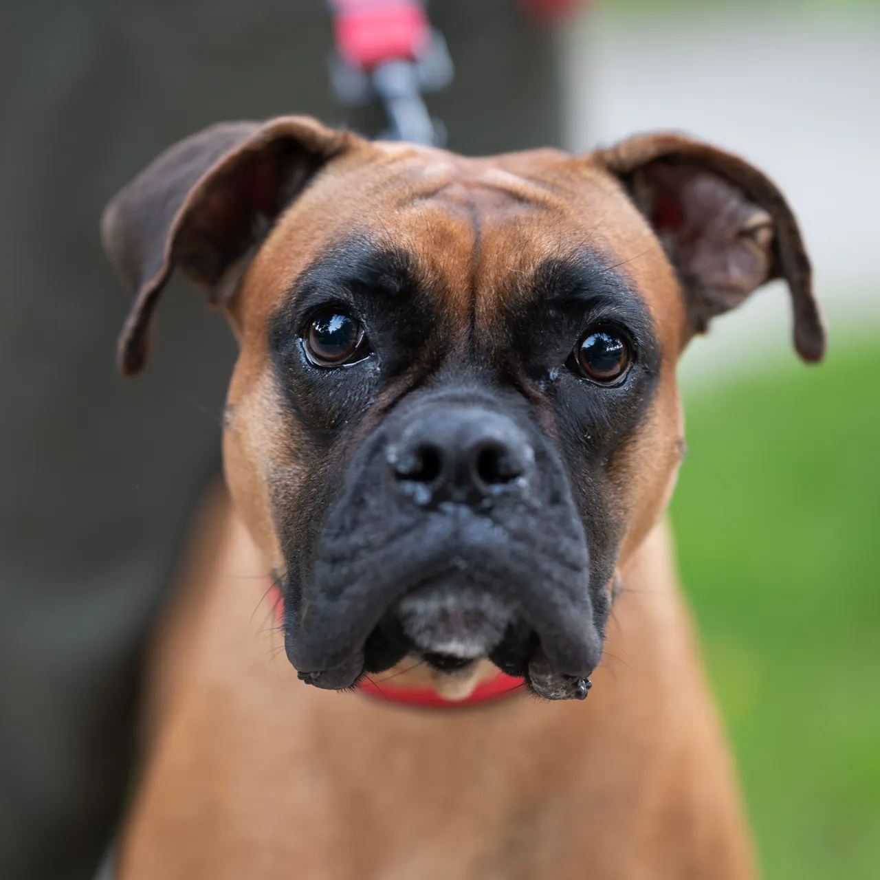 Boxer en gros plan portant un collier rouge et regardant l'appareil