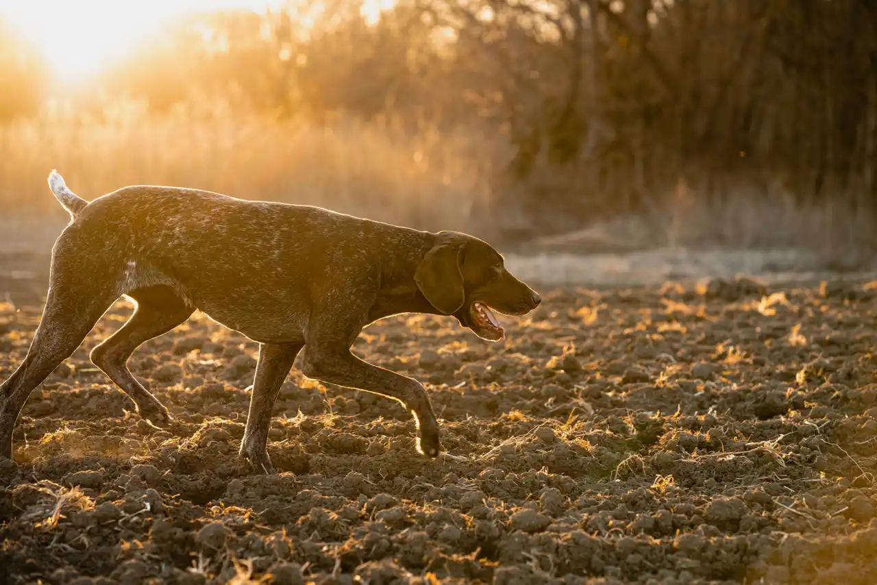 Braque Français en train de pointer dans un champ au coucher du soleil