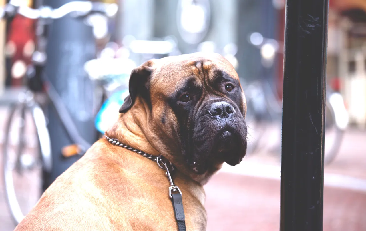 Bullmastiff assis en laisse dans la rue, regardant par-dessus son épaule